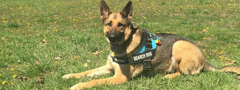 Luna the K9 laying down on the grass