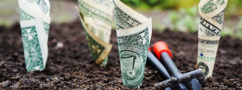 dollar bills planted in ground
