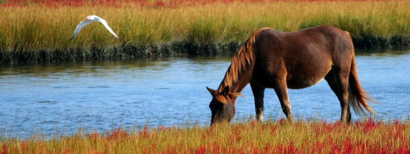 A wild brown horse eats from a marshy bank of yellow and red grasses as a white bird flies over the water