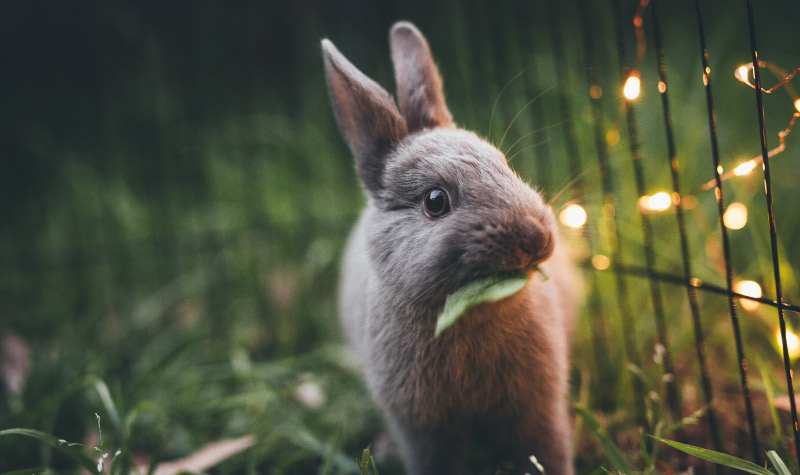 A bunny eats a green leaf while standing next to a metal fence with lights on it outside