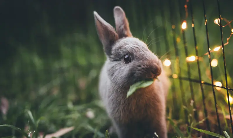Bunny eats sale