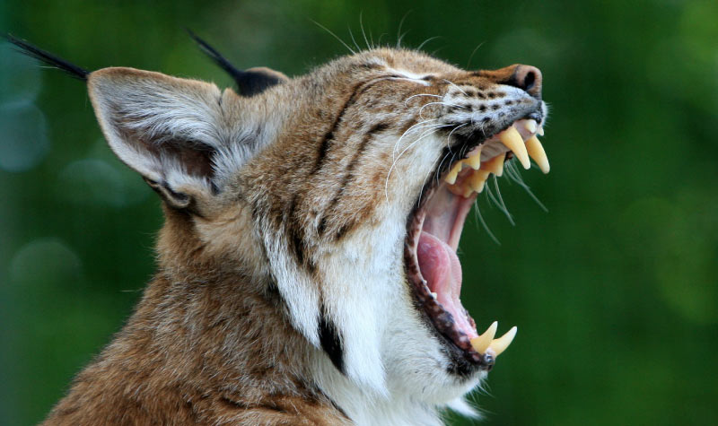 Photo of side image of a bobcat with its mouth wide open to symbolize dry mouth
