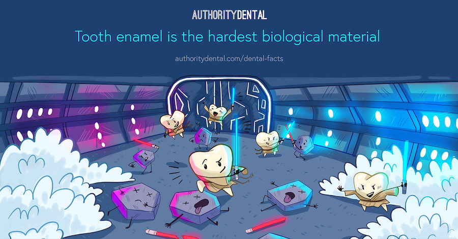 Graphic illustration with the dental fact "tooth enamel is the hardest biological material"